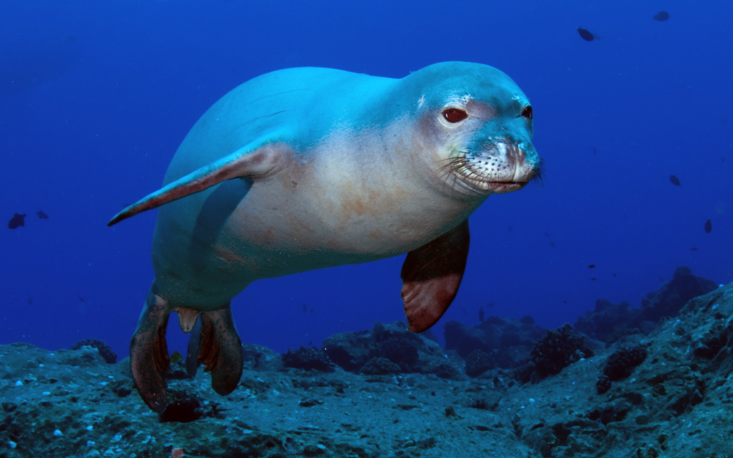 Обои Hawaiian Monk Seal 1440x900
