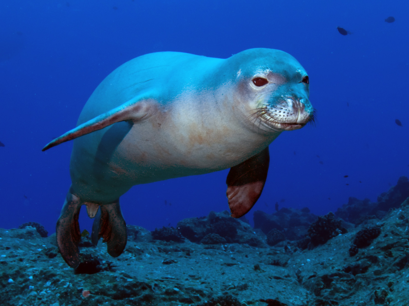 Sfondi Hawaiian Monk Seal 1600x1200