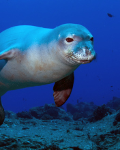 Das Hawaiian Monk Seal Wallpaper 176x220