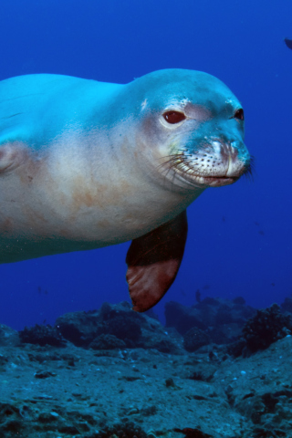 Fondo de pantalla Hawaiian Monk Seal 320x480