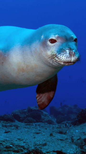 Обои Hawaiian Monk Seal 360x640