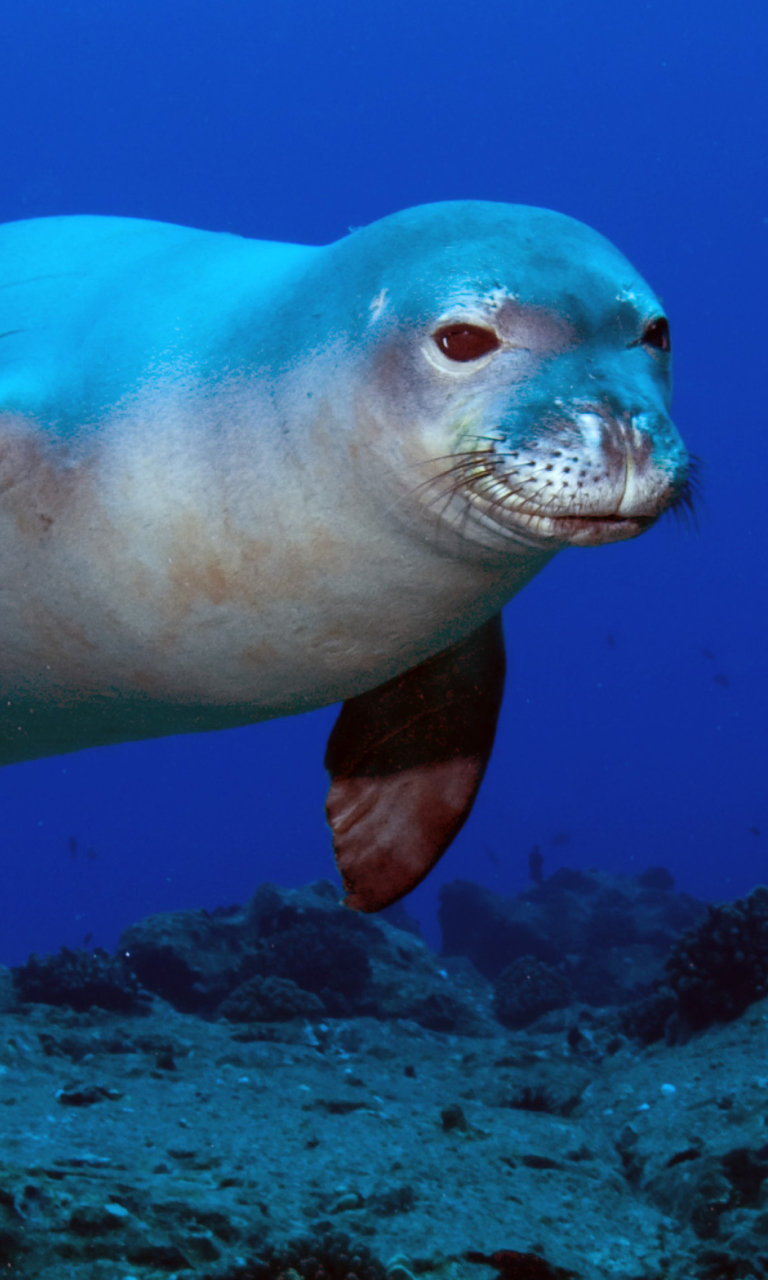 Hawaiian Monk Seal screenshot #1 768x1280