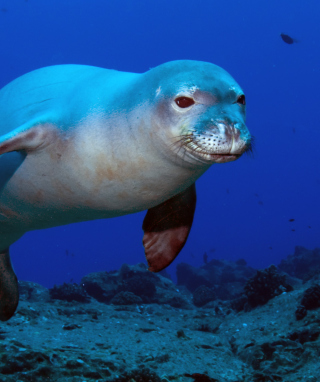 Hawaiian Monk Seal - Obrázkek zdarma pro Nokia Lumia 2520