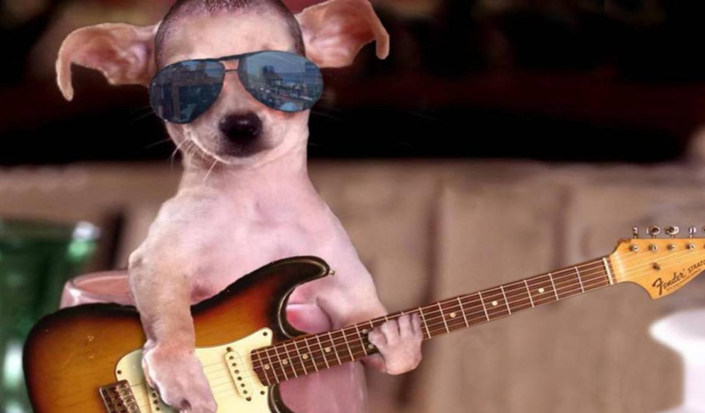 Das Funny Dog With Guitar Wallpaper 1024x600