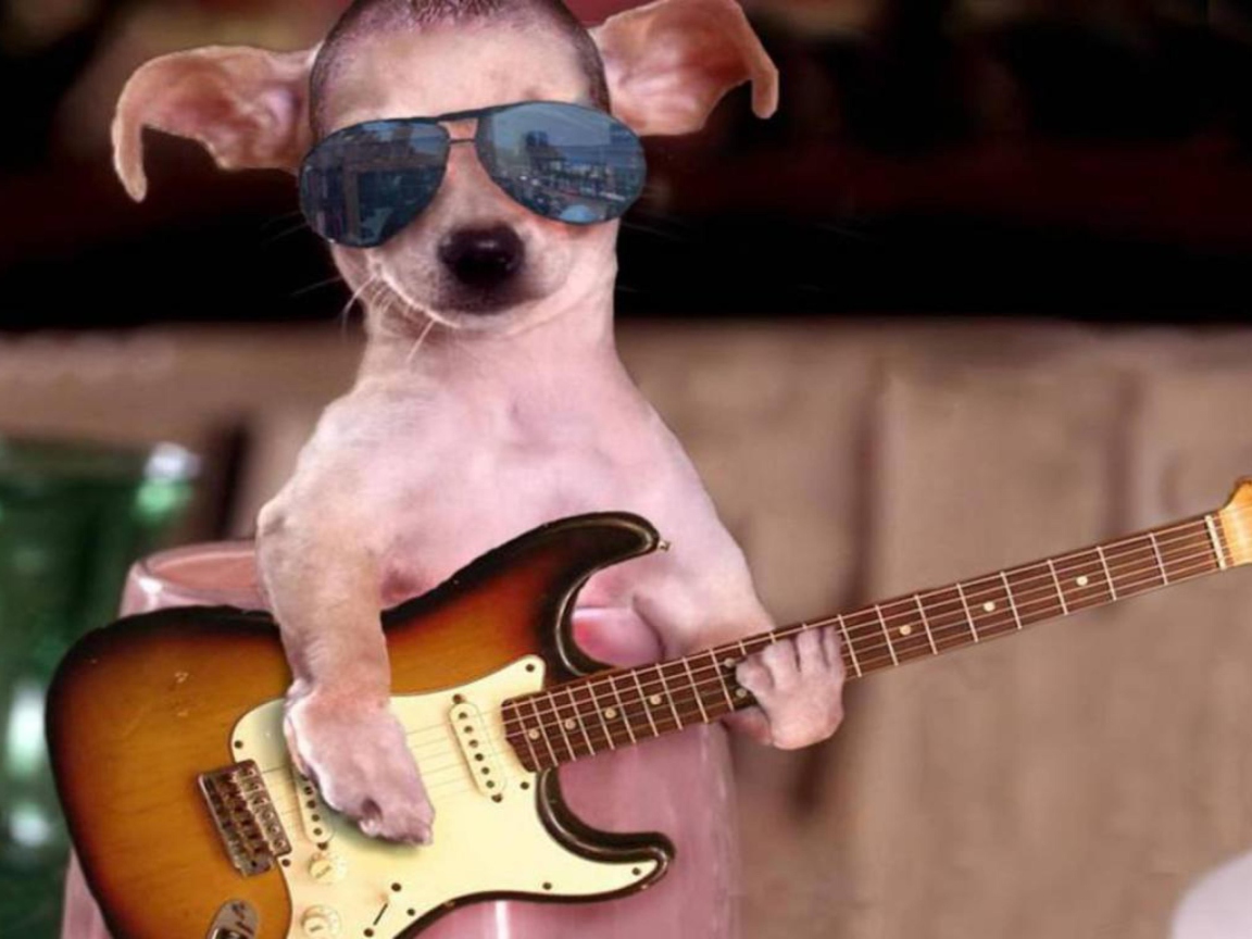 Das Funny Dog With Guitar Wallpaper 1152x864