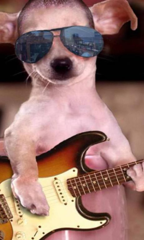 Screenshot №1 pro téma Funny Dog With Guitar 480x800