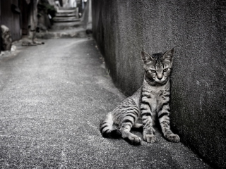 Sfondi Lonely Grey Cat 320x240