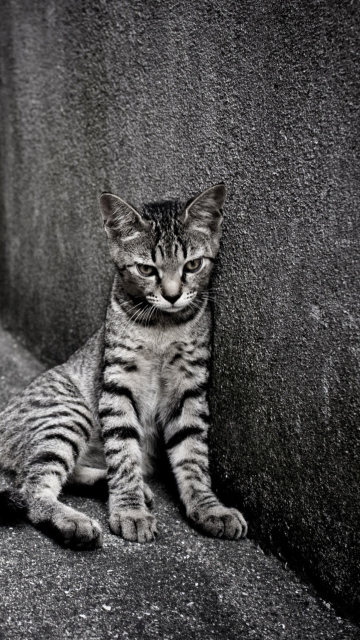 Обои Lonely Grey Cat 360x640