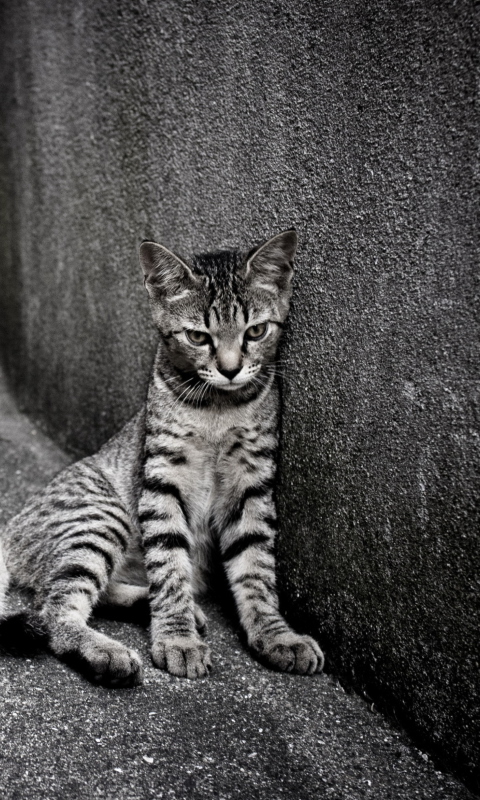Sfondi Lonely Grey Cat 480x800