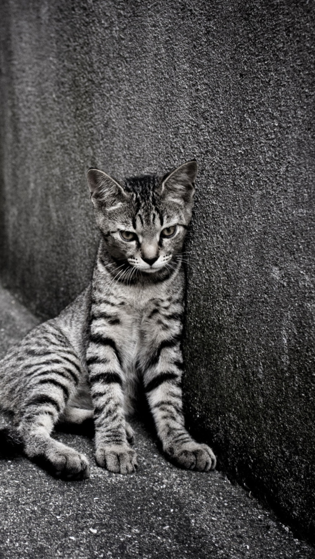 Lonely Grey Cat wallpaper 640x1136