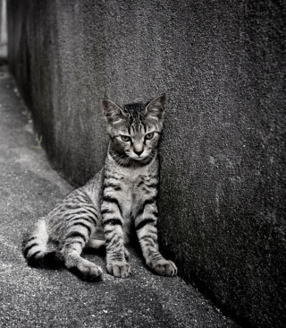 Lonely Grey Cat - Obrázkek zdarma pro Nokia Asha 311