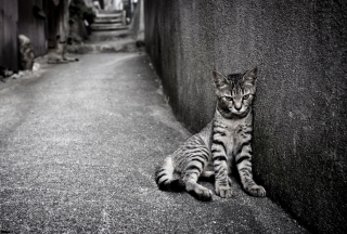 Lonely Grey Cat - Obrázkek zdarma pro Nokia Asha 302