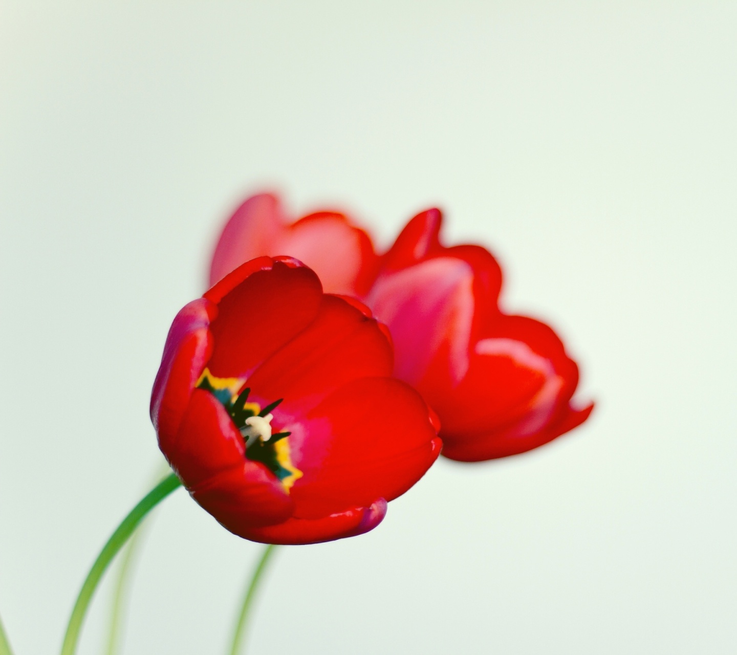 Fondo de pantalla Poppy 1440x1280