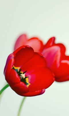 Poppy screenshot #1 240x400