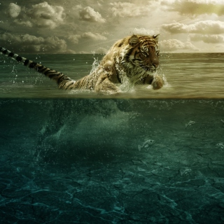 Tiger Jumping Out Of Water - Obrázkek zdarma pro 208x208