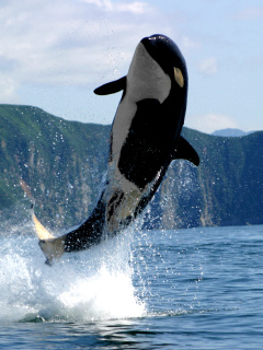 Orca in the Atlantic Ocean wallpaper 240x320