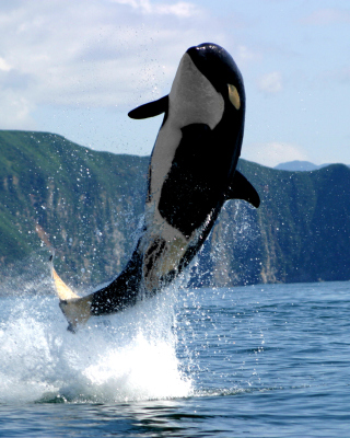 Orca in the Atlantic Ocean - Obrázkek zdarma pro iPhone 5S