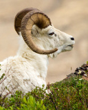 Sfondi Mouflon Wild Goat 128x160