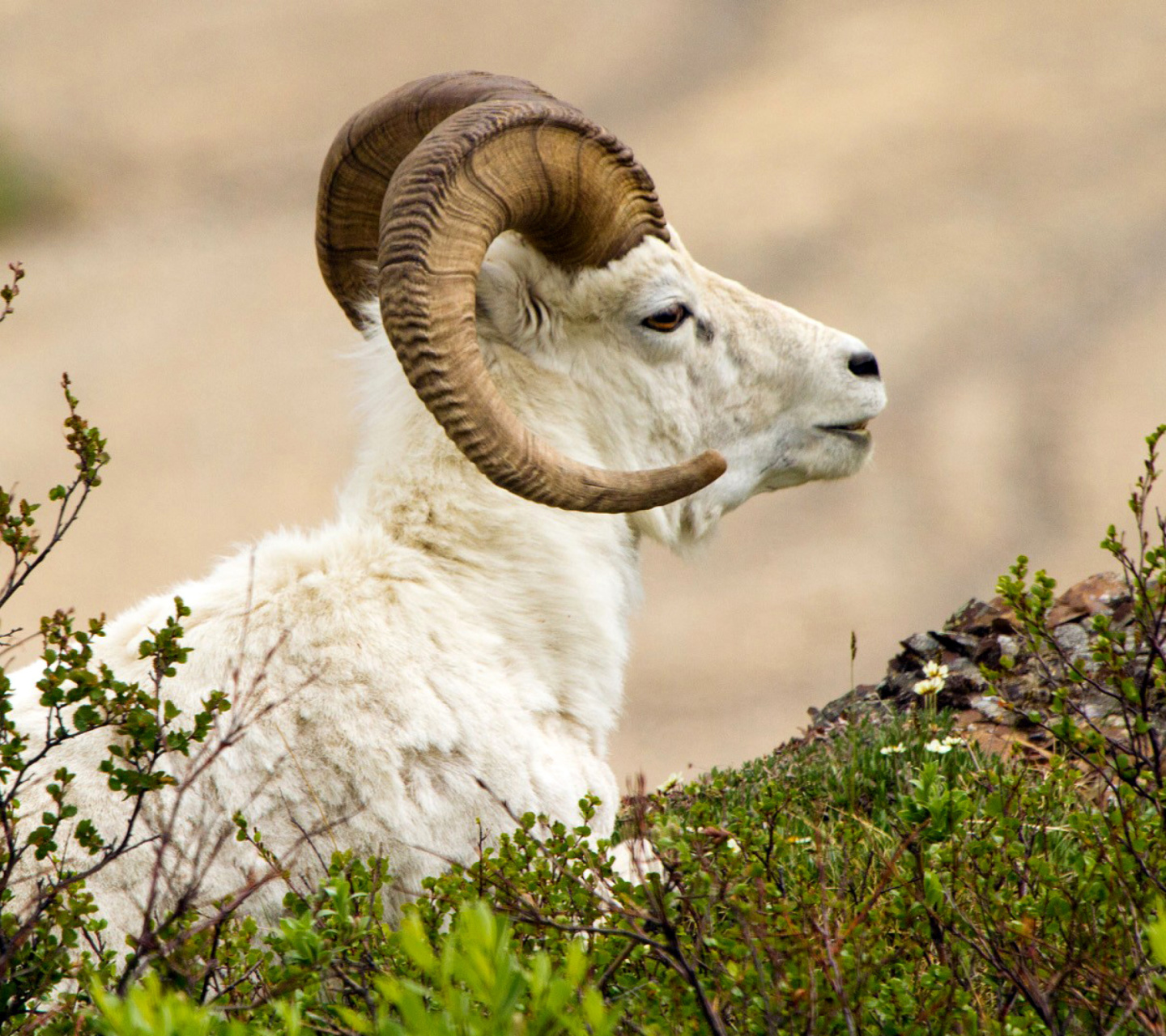 Das Mouflon Wild Goat Wallpaper 1440x1280