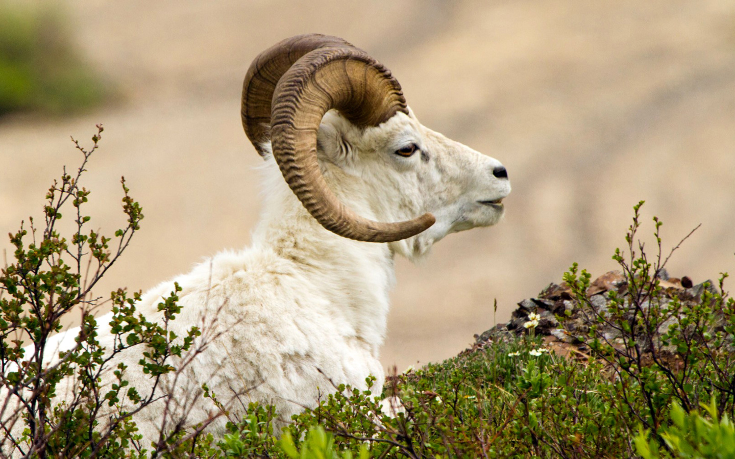 Screenshot №1 pro téma Mouflon Wild Goat 1440x900