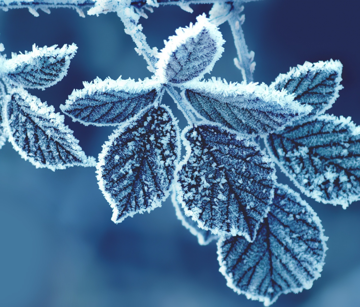 Icy Leaves wallpaper 1200x1024