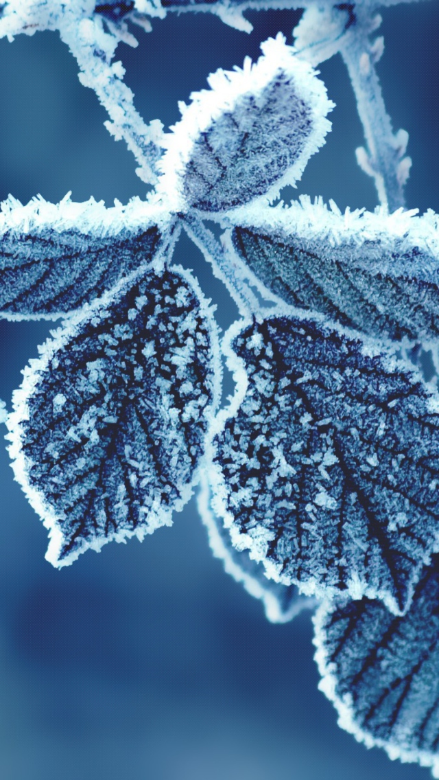 Das Icy Leaves Wallpaper 640x1136