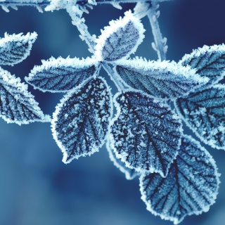 Icy Leaves Wallpaper for iPad