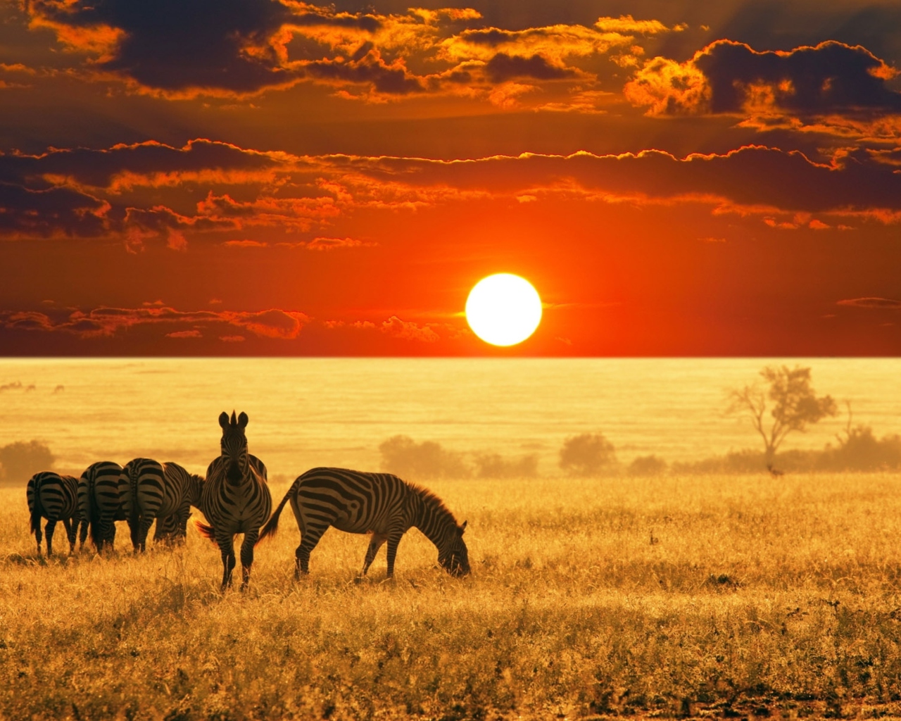 Обои Zebras At Sunset In Savannah Africa 1280x1024