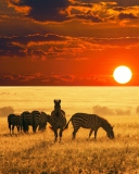 Обои Zebras At Sunset In Savannah Africa 128x160