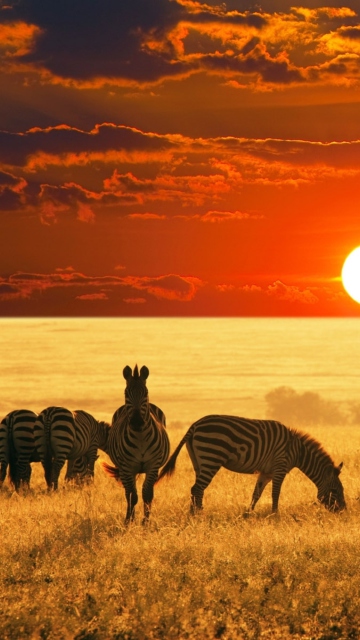 Das Zebras At Sunset In Savannah Africa Wallpaper 360x640