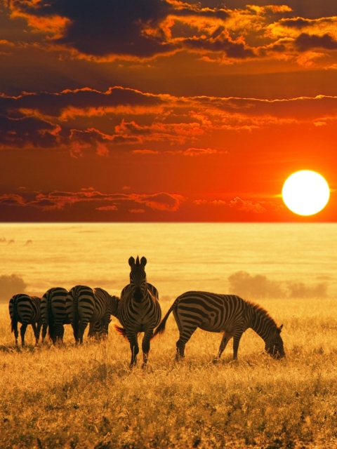 Обои Zebras At Sunset In Savannah Africa 480x640