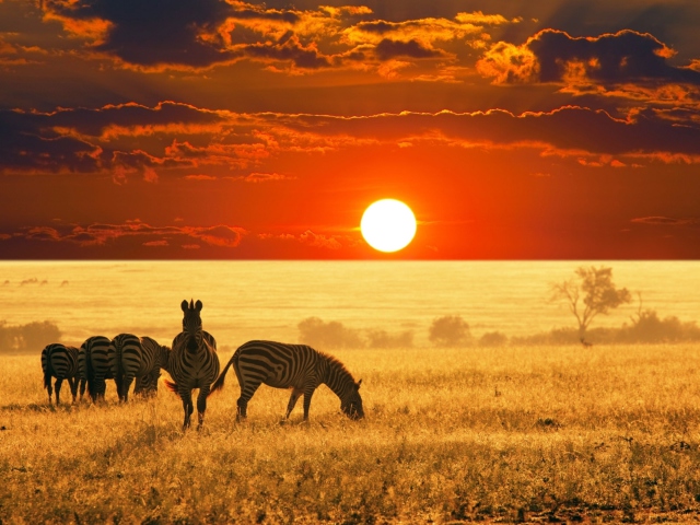 Das Zebras At Sunset In Savannah Africa Wallpaper 640x480