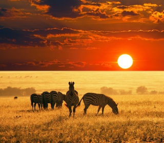 Zebras At Sunset In Savannah Africa - Obrázkek zdarma pro iPad 3