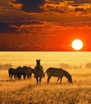 Zebras At Sunset In Savannah Africa - Obrázkek zdarma pro Nokia Lumia 800