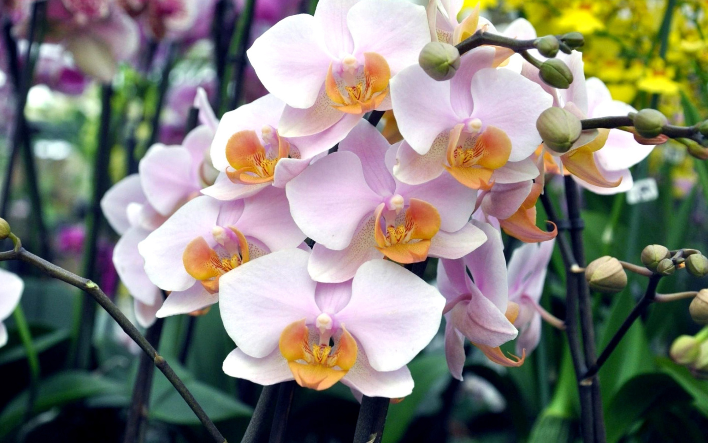 Bela Orchids of Brazil wallpaper 1440x900