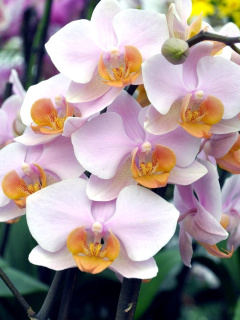 Fondo de pantalla Bela Orchids of Brazil 240x320