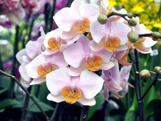 Fondo de pantalla Bela Orchids of Brazil 320x240