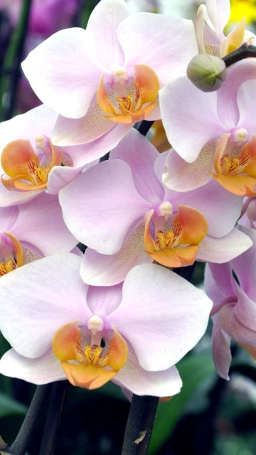 Screenshot №1 pro téma Bela Orchids of Brazil 360x640