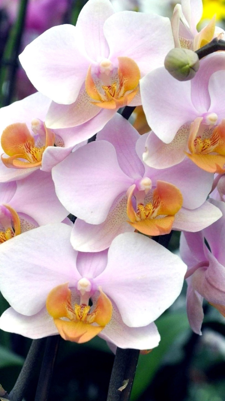 Sfondi Bela Orchids of Brazil 750x1334