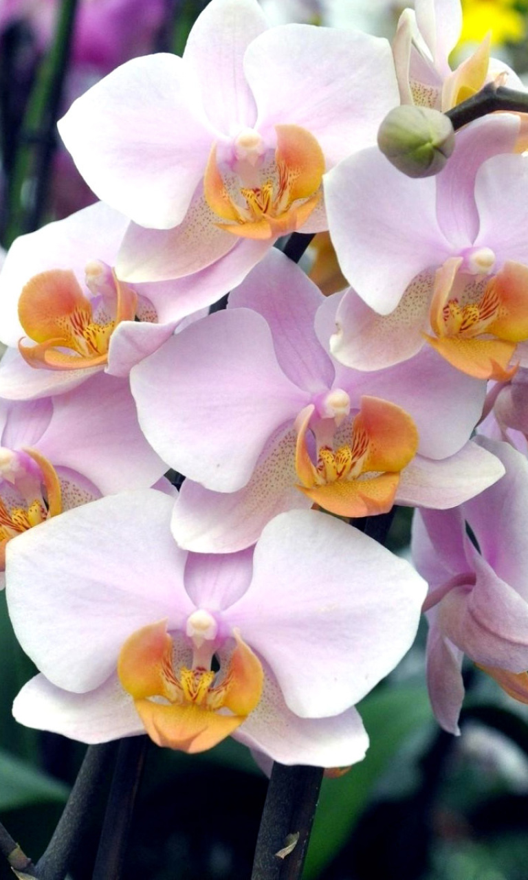 Bela Orchids of Brazil wallpaper 768x1280