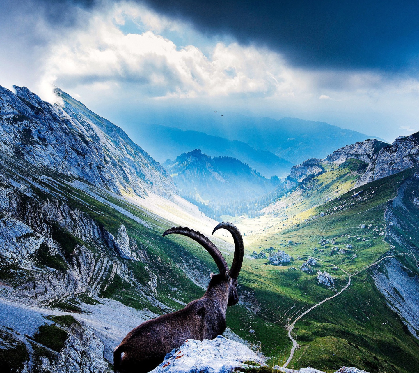 Das Mountains and Mountain Goat Wallpaper 1440x1280