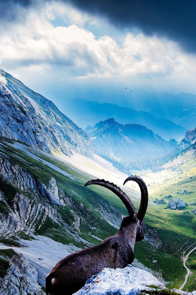 Sfondi Mountains and Mountain Goat 640x960