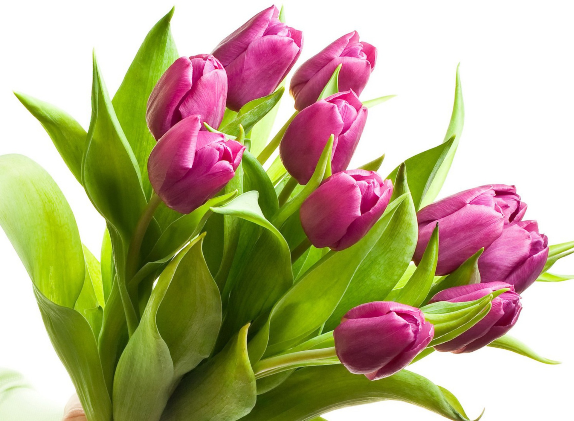 Обои Purple Tulips 1920x1408