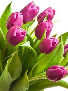 Screenshot №1 pro téma Purple Tulips 240x320