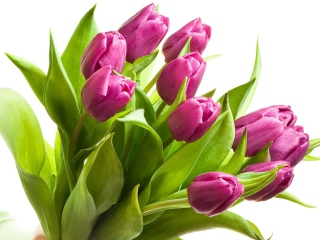 Screenshot №1 pro téma Purple Tulips 320x240