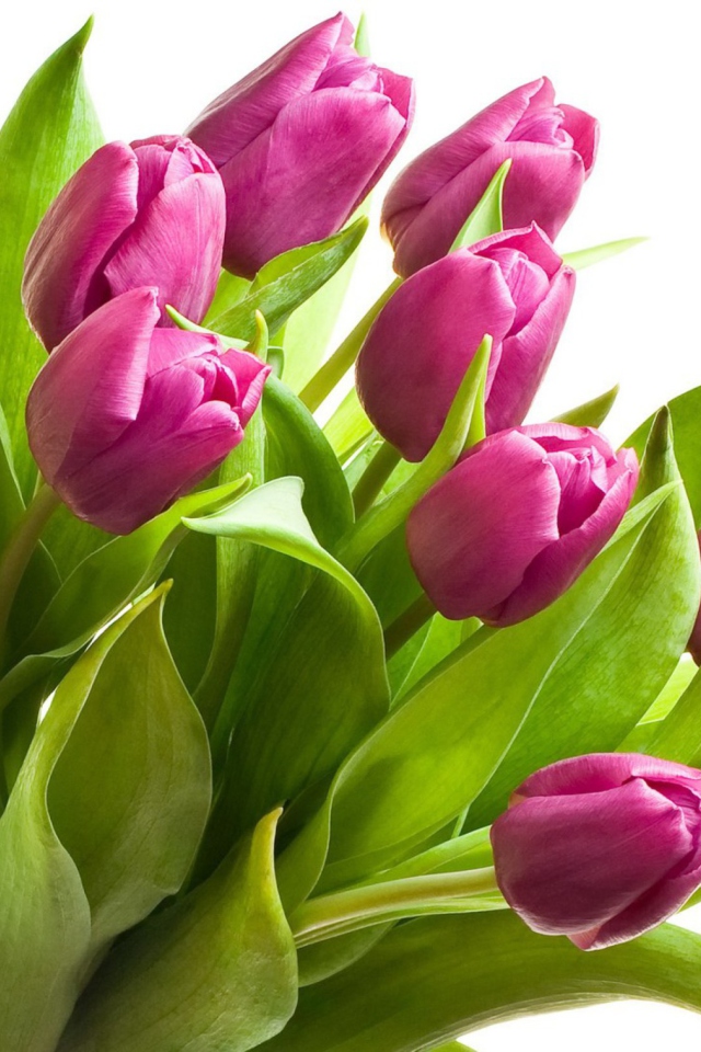 Обои Purple Tulips 640x960