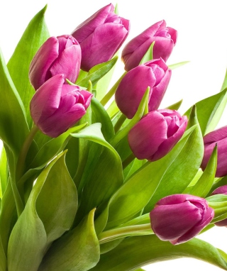 Purple Tulips - Obrázkek zdarma pro Nokia Asha 308