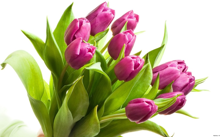 Das Purple Tulips Wallpaper