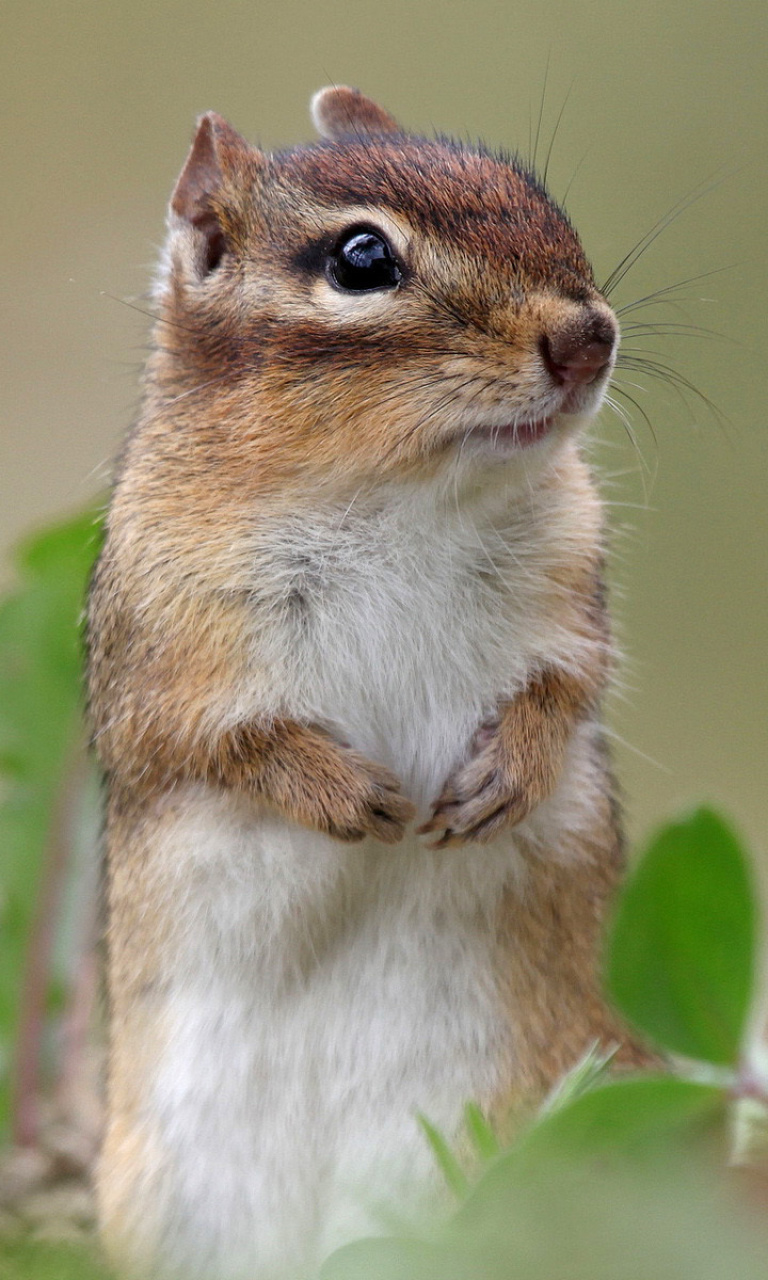 Fondo de pantalla Squirrel HD 768x1280