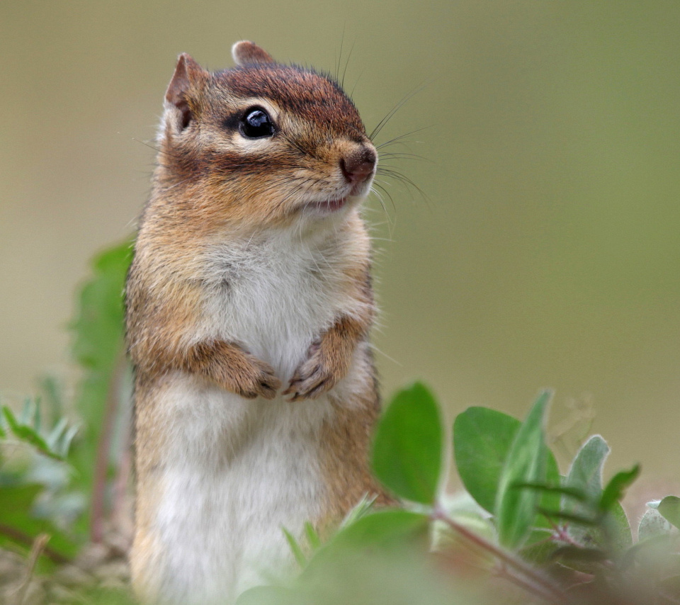 Обои Squirrel HD 960x854